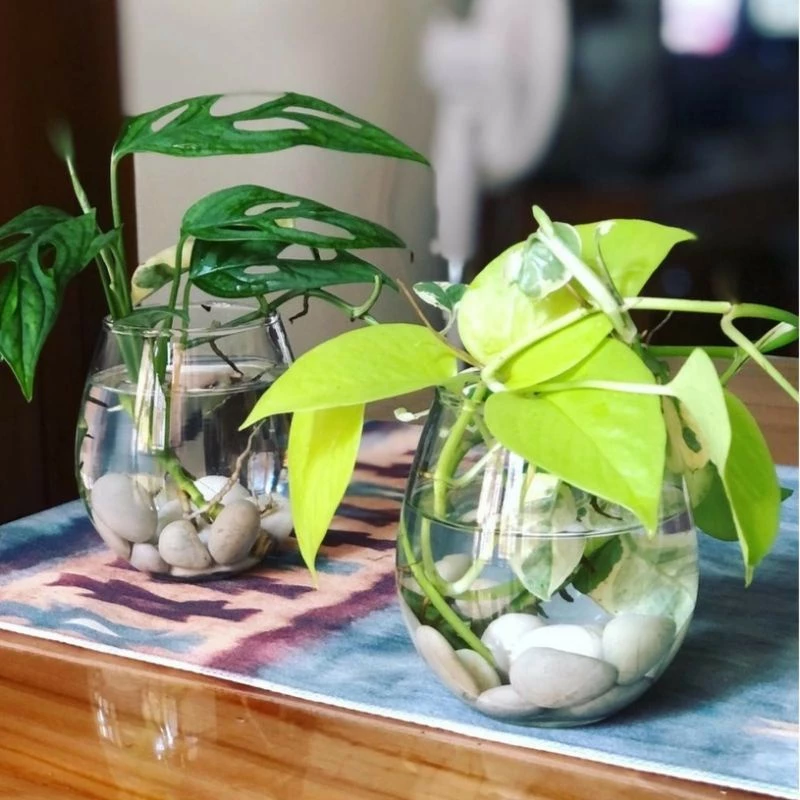 Vas Bunga Kaca Bulat Tuscany / Pot Tanaman Air Hidroponik Aesthetic