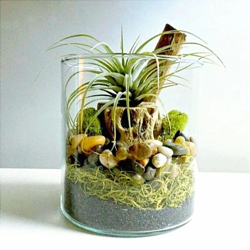 VAS Kaca Pot Terarium / Pot Kaca Tanaman Air Hidroponik Aesthetic