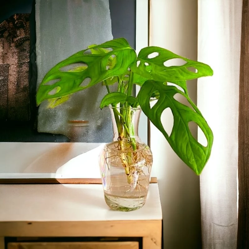 VAS BUNGA AESTHETIC / POT KACA CARAFE TANAMAN HIAS AIR / DEKORASI MEJA TAMU estetik